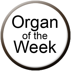 Allen Organ of the Week